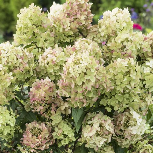 Pluimhortensia (Hydrangea paniculata ‘Petit Star')