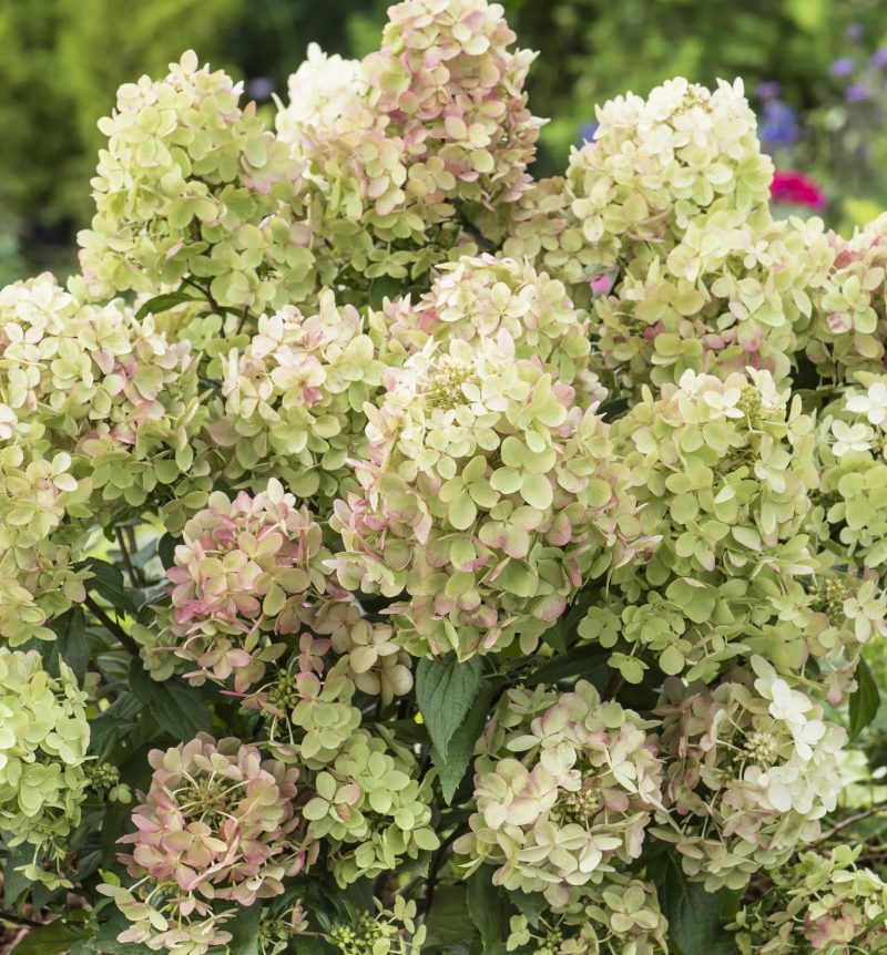 Hydrangea paniculata ‘Petit Star'
