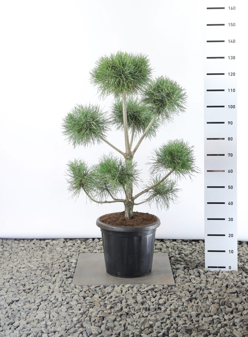 Pinus Sylvestris - multiplateau breed