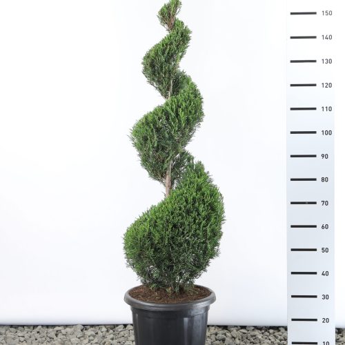 Cupressocyparis Leylandii '2001' - spiraal