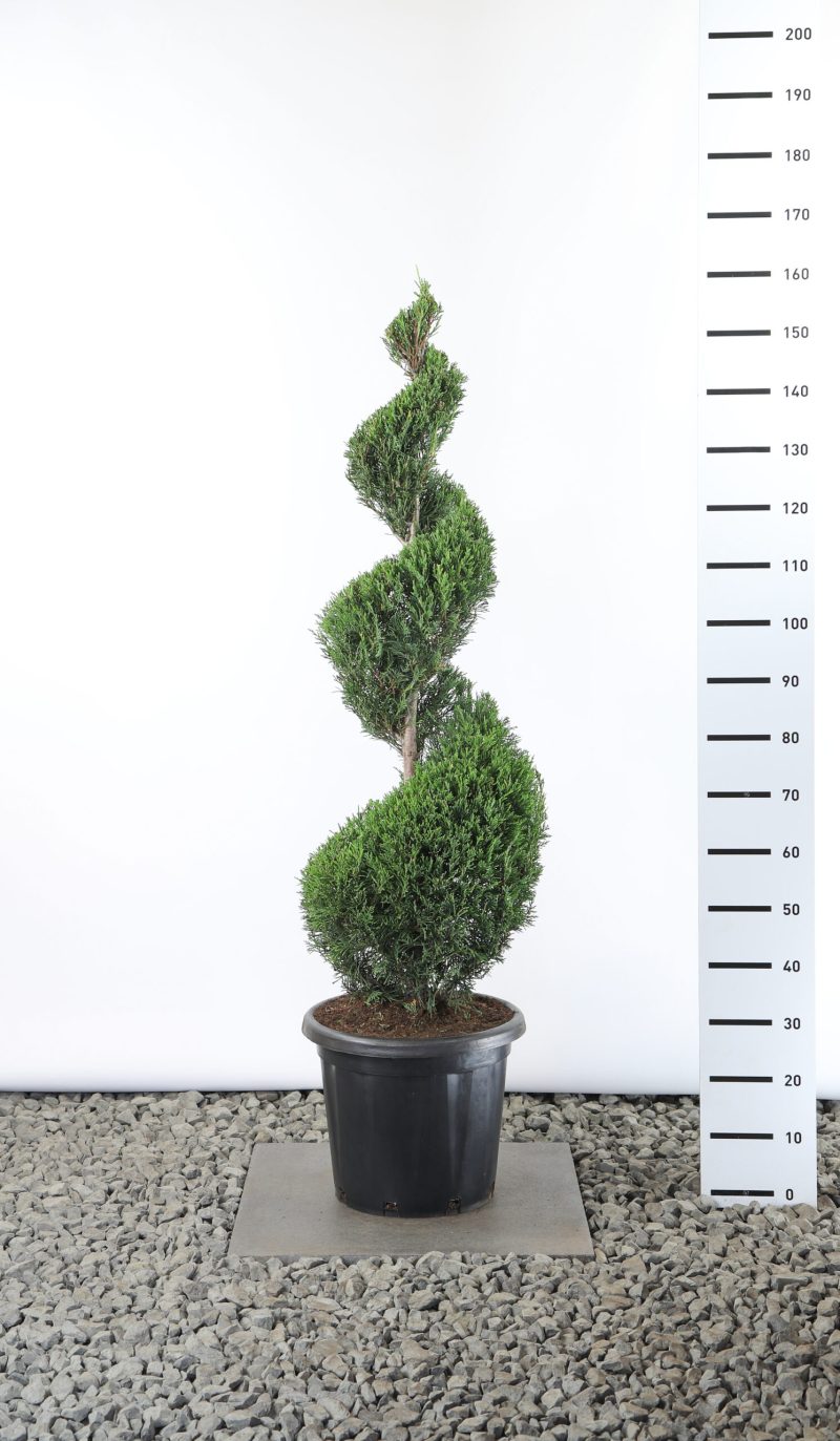 Cupressocyparis Leylandii '2001' - spiraal