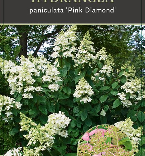 Pluimhortensia (Hydrangea paniculata ‘Pink Diamond')