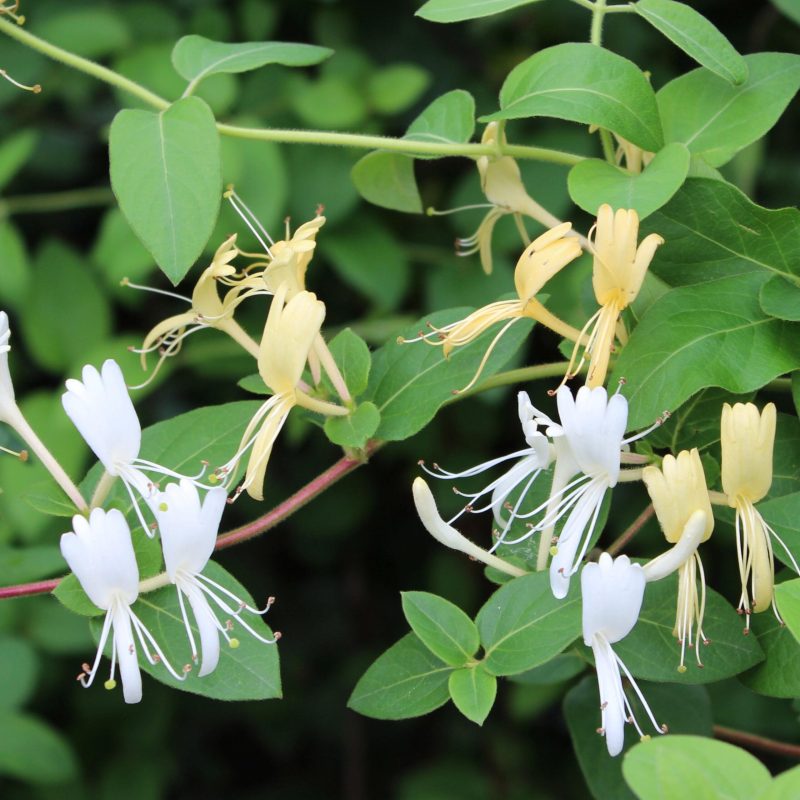 Lonicera jap. 'Halliana' - kamperfoelie