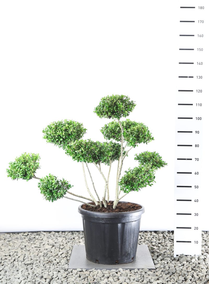 Ilex Crenata 'Hetzii' - Multiplateau