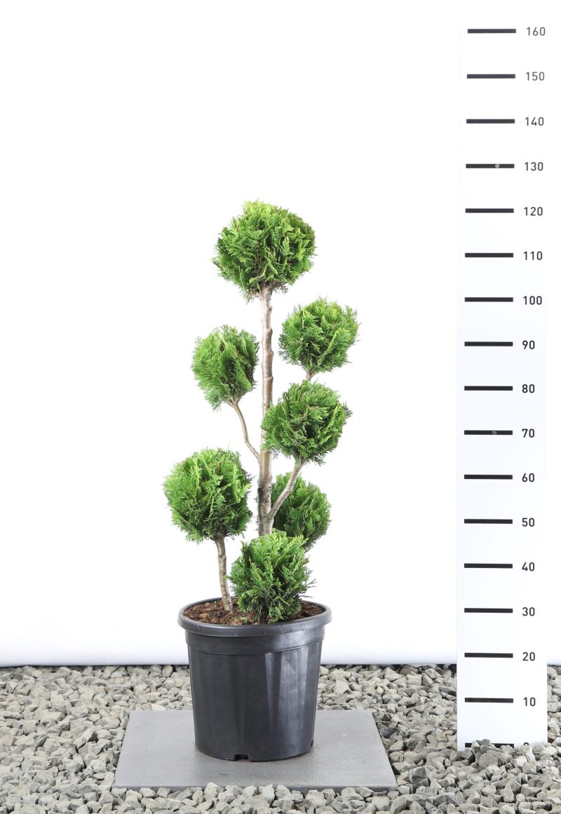 Chamaecyparis lawsoniana 'Stardust' - multibol
