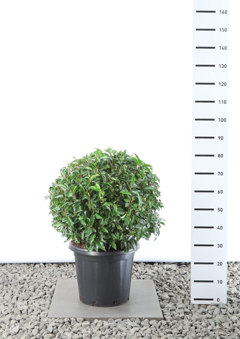 Prunus Lusitanica Angustifolia - bol