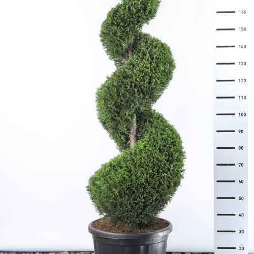 Cupressocyparis Leylandii '2001' - spiraal