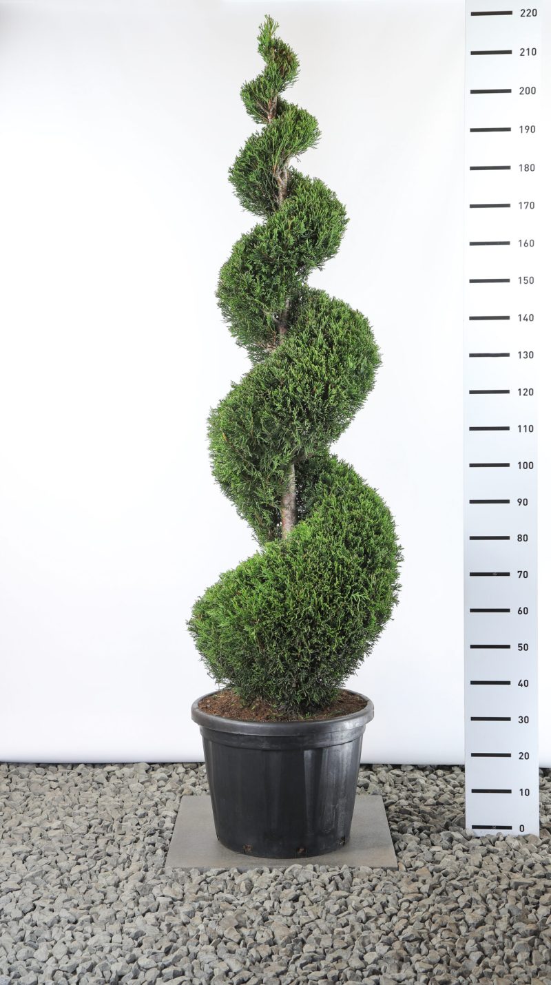 Cupressocyparis Leylandii '2001' - spiraal