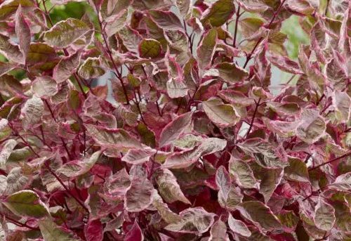 Cornus Alba 'Miracle'