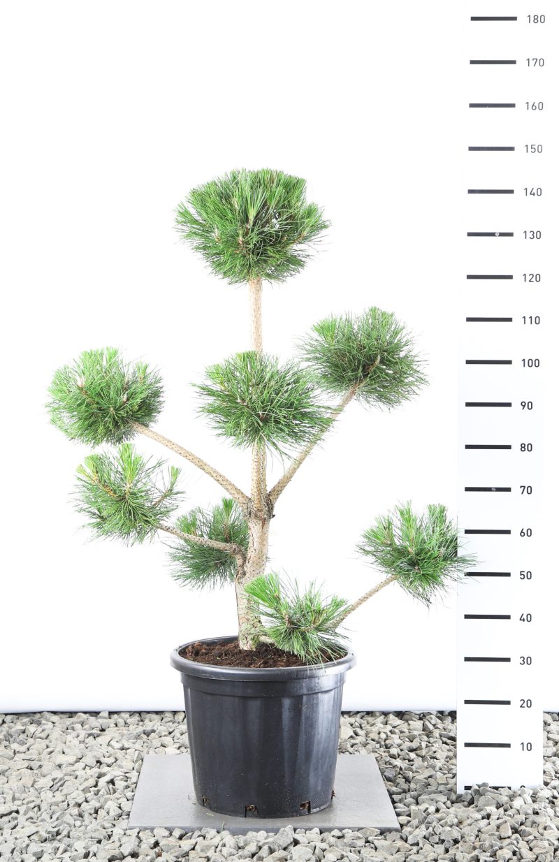 Pinus Nigra Nigra - multiplauteau