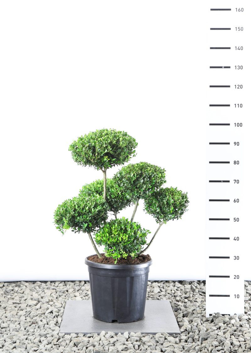Ilex Crenata 'Green Hedge' - multiplauteau