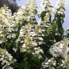 Pluimhortensia (Hydrangea paniculata ‘Levana')