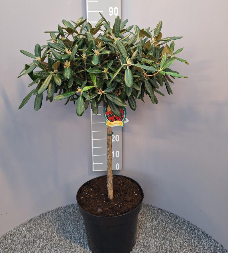 Rhododendron ‘Karminkissen’ op stam - roze