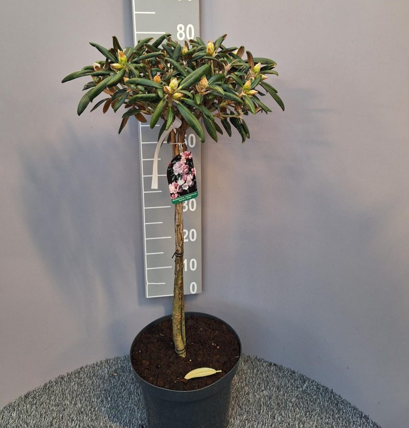 Rhododendron 'Koichiro' op stam - lichtroze