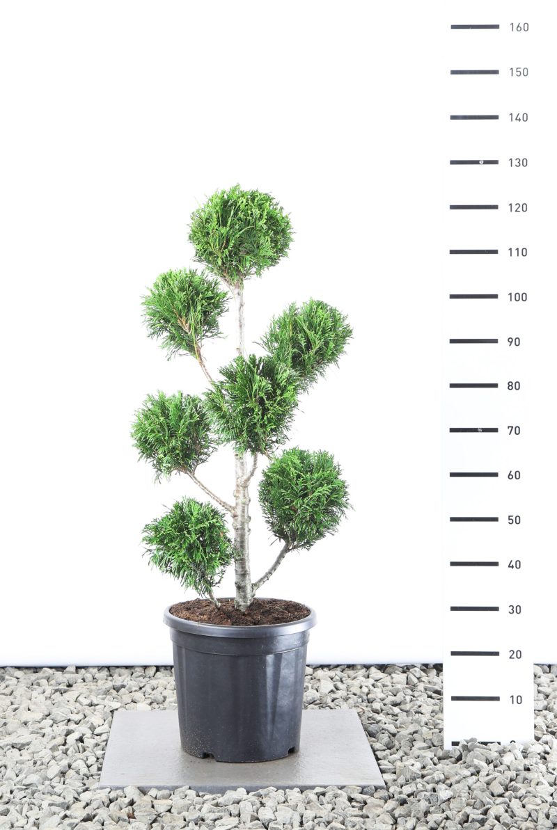 Thuja Plicata 'Martin' - Multibol