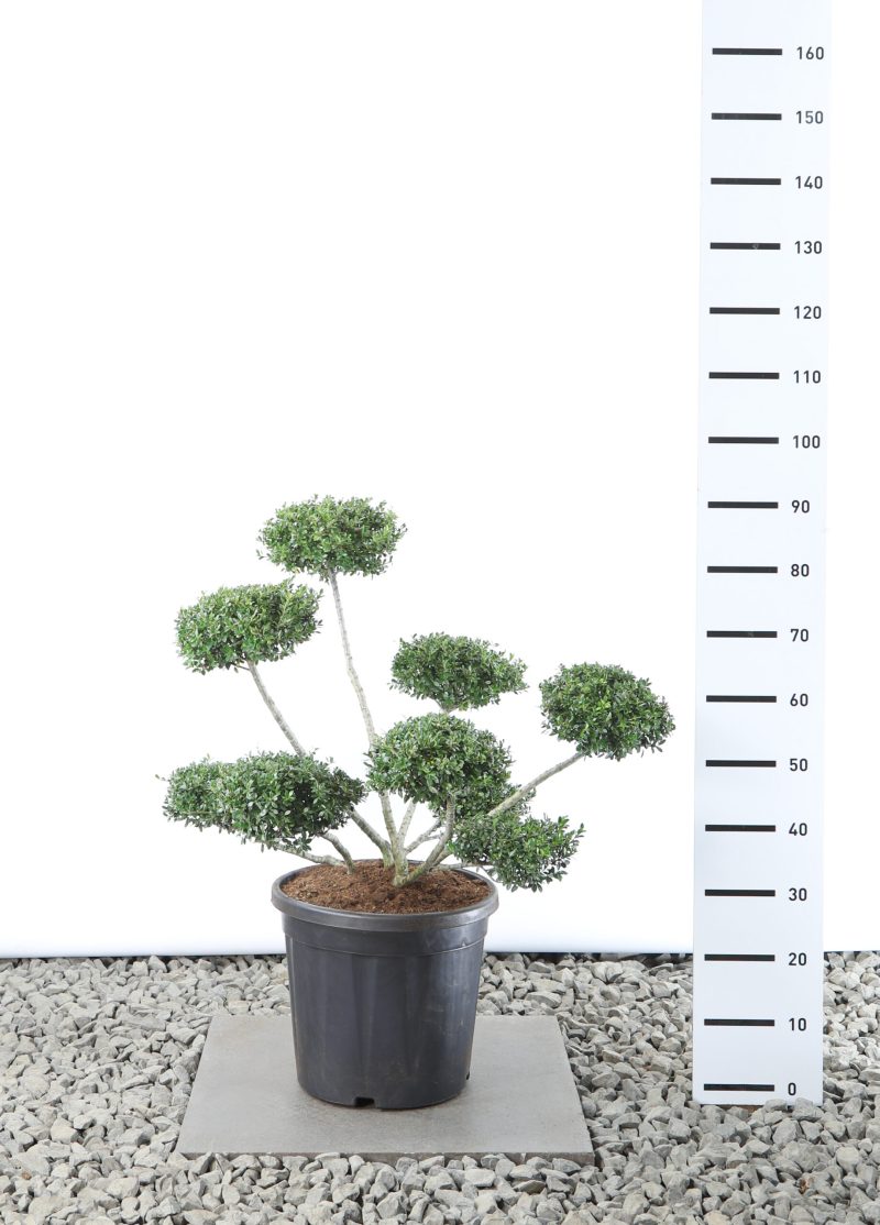 Ilex Crenata 'Stokes' - Multiplateau