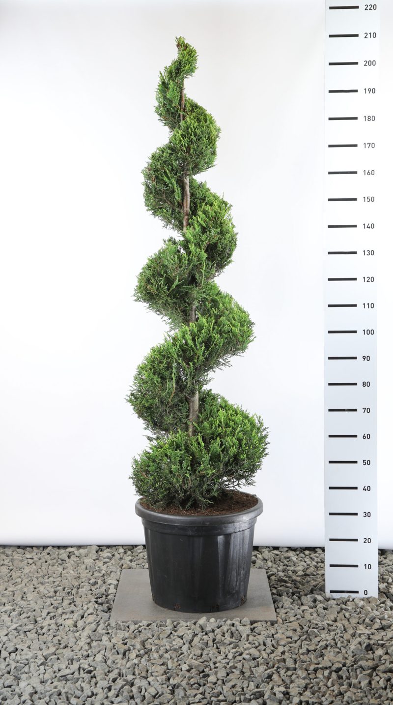 Cupressocyparis Leylandii 'Castlewellan Gold' - spiraal
