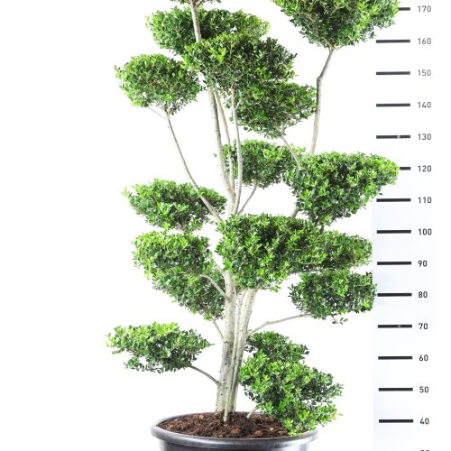 Japanse Hulst (Ilex Crenata 'Green Hedge') multiplateau breed