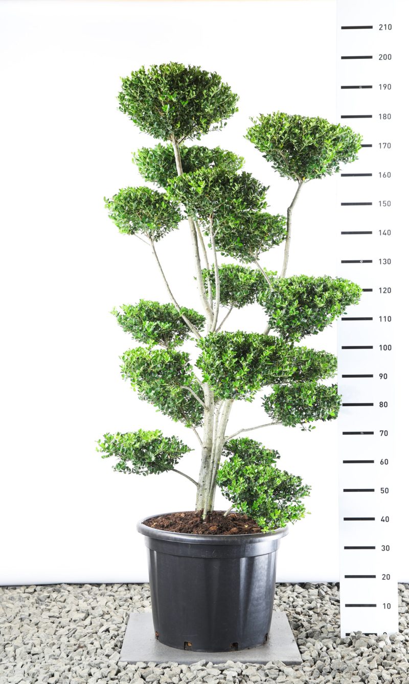 Ilex Crenata 'Green Hedge' - multiplauteau breed