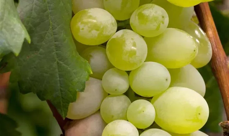 Vitis Vinifera 'Polo Muscat'