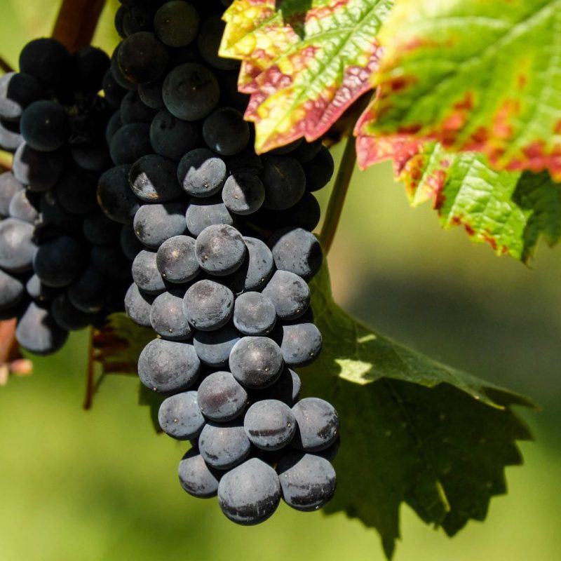 Vitis Vinifera 'Centuri'