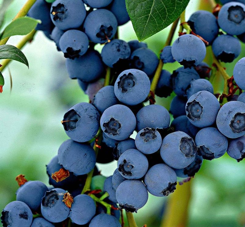 Vaccinium corybosum ‘Little Blue Wonder’