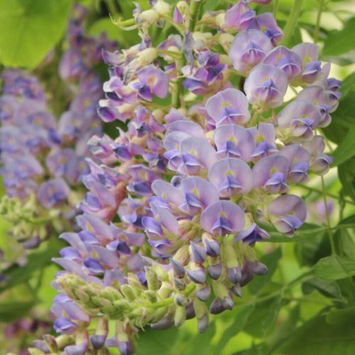 Wisteria Floribunda ‘Aunt Dee’