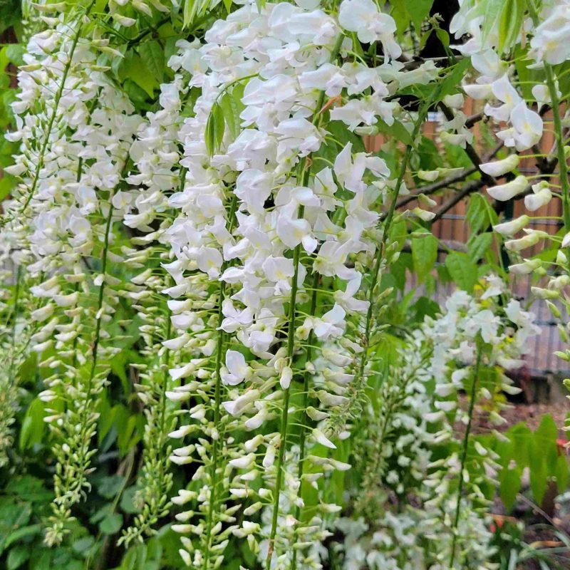 Wisteria Floribunda ‘Clara Mack’
