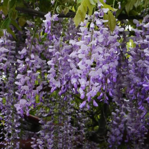 Wisteria ‘Lawrence’ - Blauwe regen