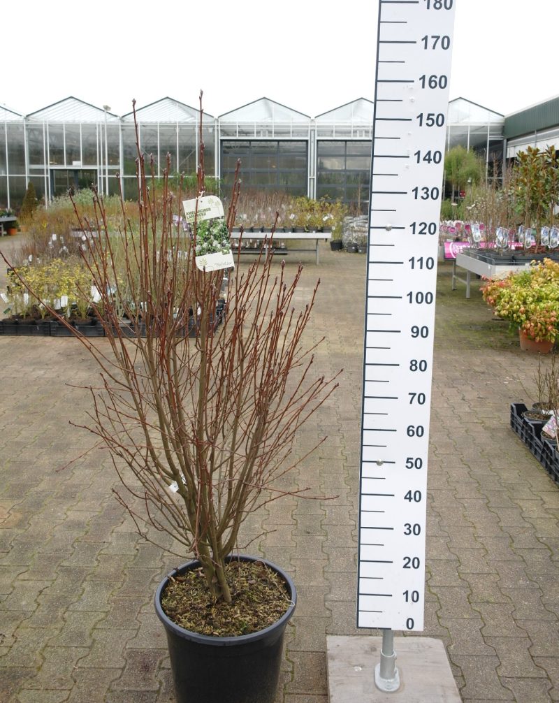 Amelanchier Alnifolia 'Obelisk'
