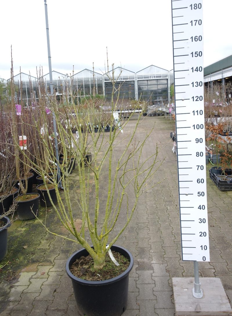 Sambucus Nigra 'Black Tower'