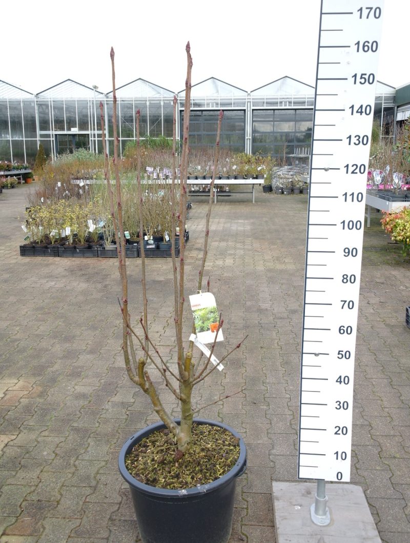 Sorbus aucuparia 'Ulong' - Wilde Lijsterbes