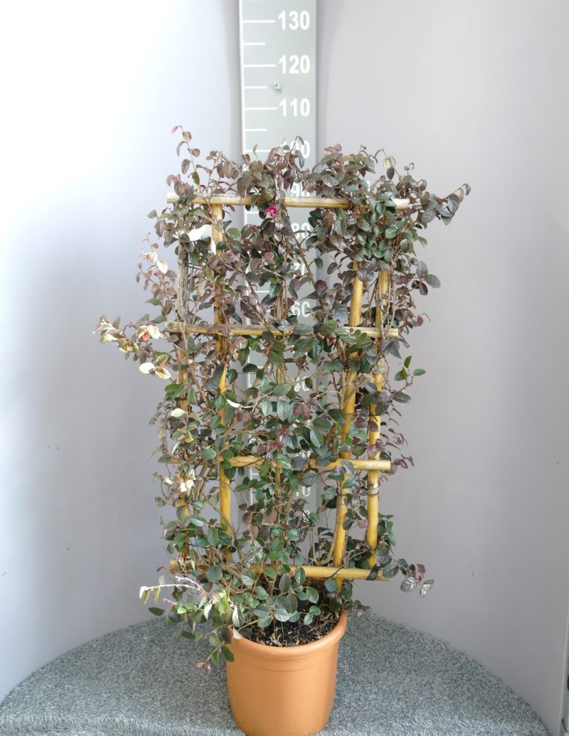 Loropetalum Chinense 'Fede' op rek - Heksenstruik