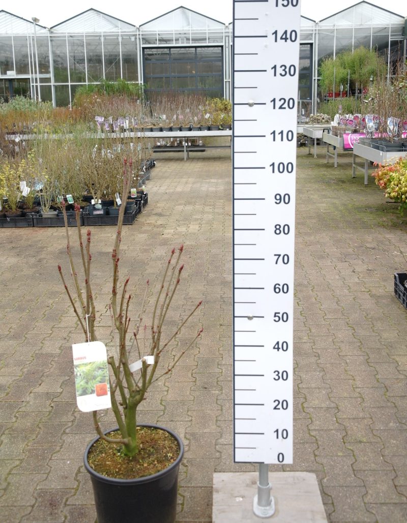 Sorbus aucuparia 'Ulong' - Wilde Lijsterbes