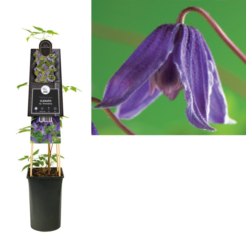 Clematis Alpina 'Helsingborg'