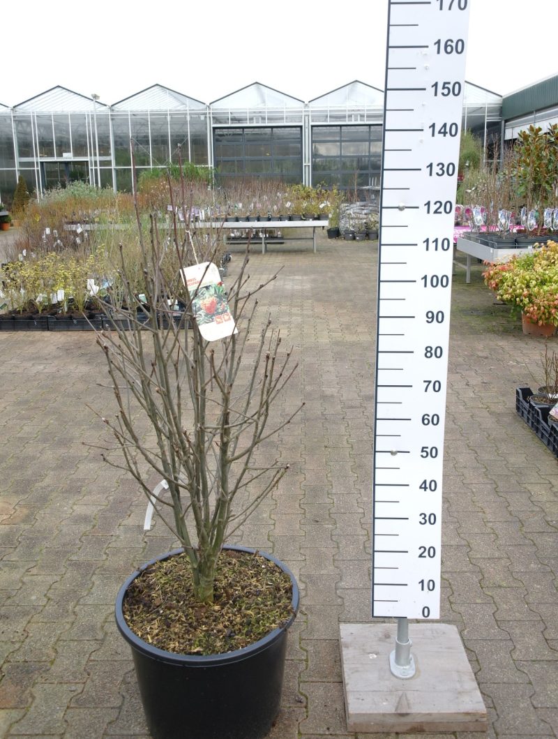 Sorbus aucuparia 'Dörings Findling' - Lijsterbes