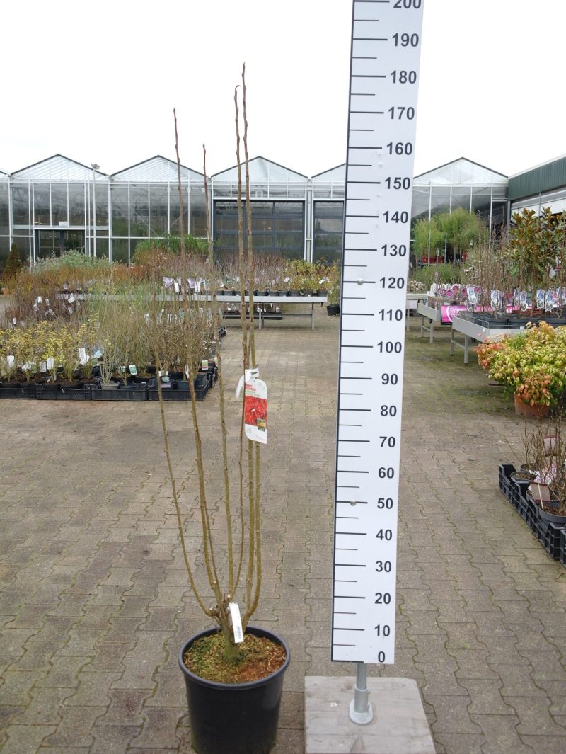 Sorbus aucuparia 'Autumn Spire' - Zuil Lijsterbes
