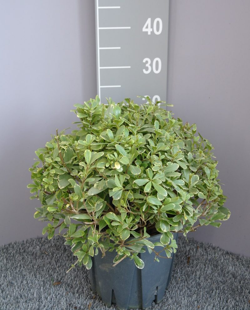 Pittosporum tobira Nanum 'Neige du mont ventoux'