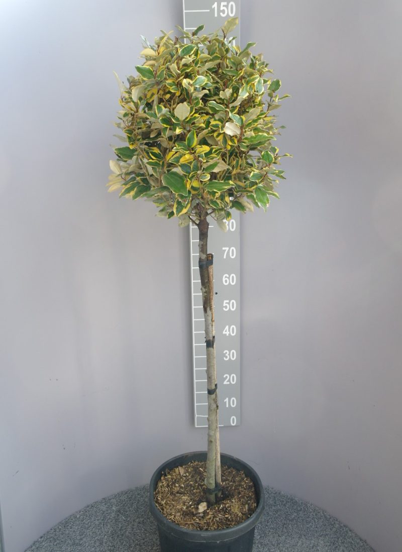 Elaeagnus Ebbingei vivileg op stam - Olijfwilg 80-100 cm stam
