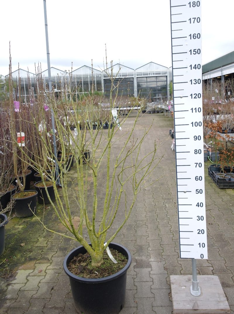 Syringa vulgaris Hybride 'Mme Lemoine'