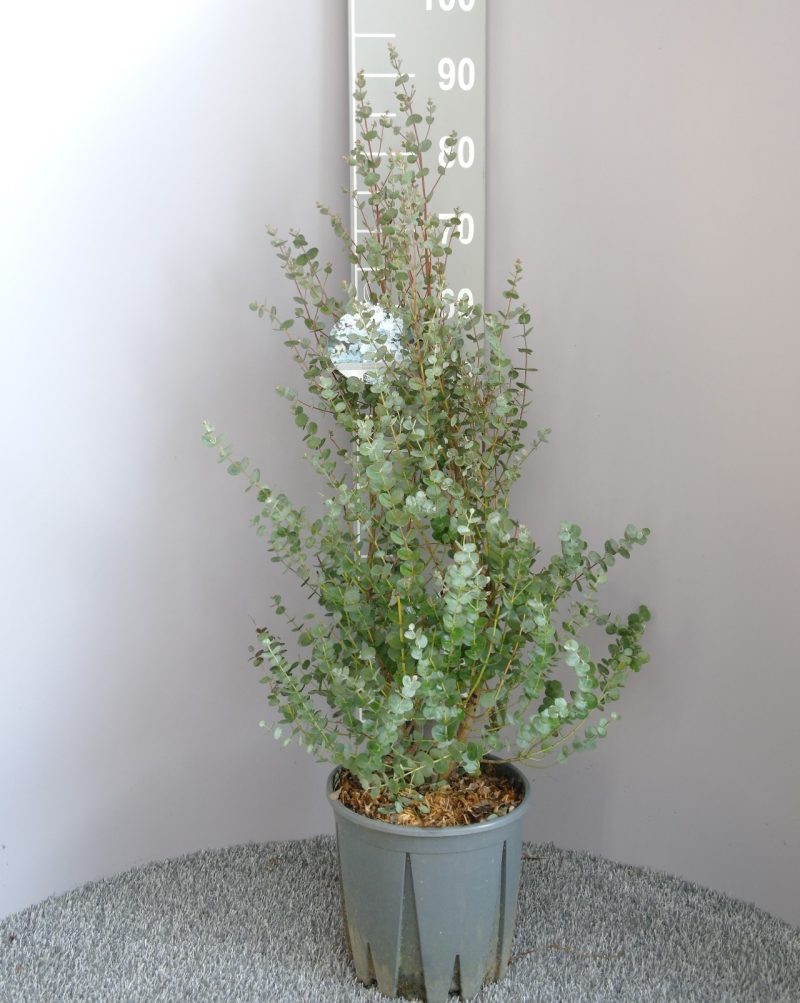 Winterharde Eucalyptus struik -  Eucalyptus gunnii 'Azura'