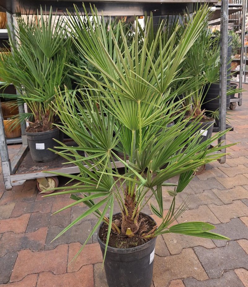 Palmboom Chamaerops Humillis