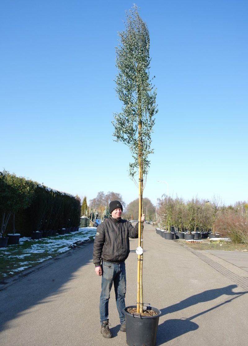 Winterharde Eucalyptus op stam -  Eucalyptus gunnii 'Azura'