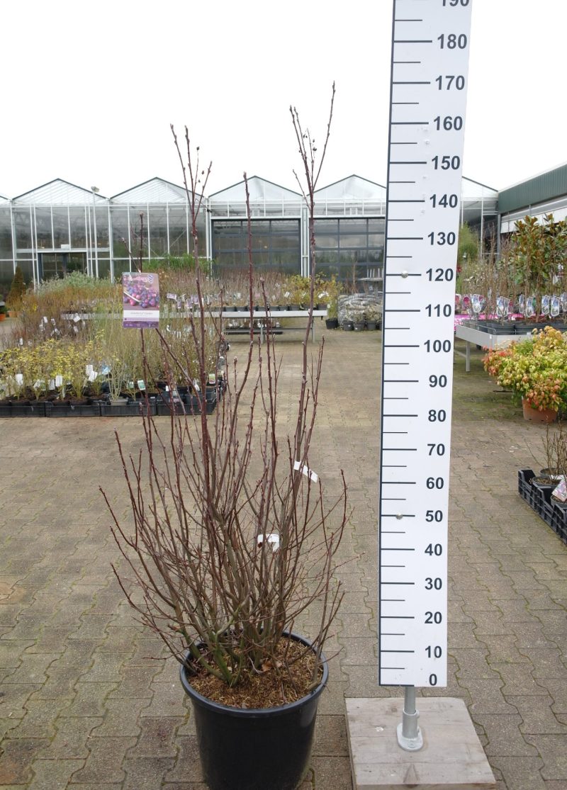Amelanchier Alnifolia 'Greatberry'
