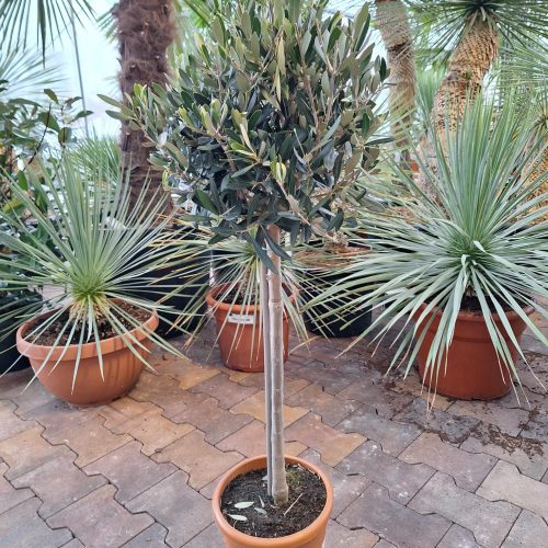 Olijfboom Olea europaea op stam