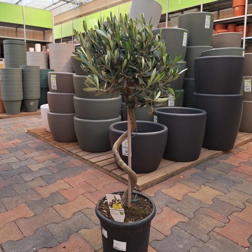 Olijfboom Olea europaea spiraal