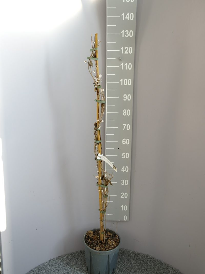 Abeliophyllum distichum - Witte Forsythia