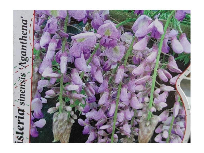 Wisteria Sinensis 'Aganthena' - Blauwe regen