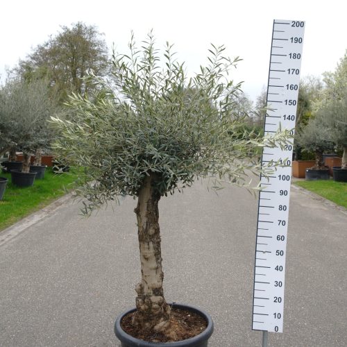 Olijfboom Olea Europea