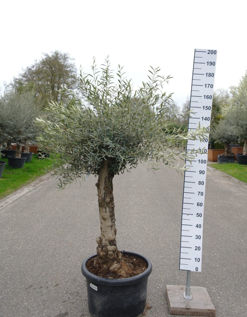 Olijfboom Olea Europea